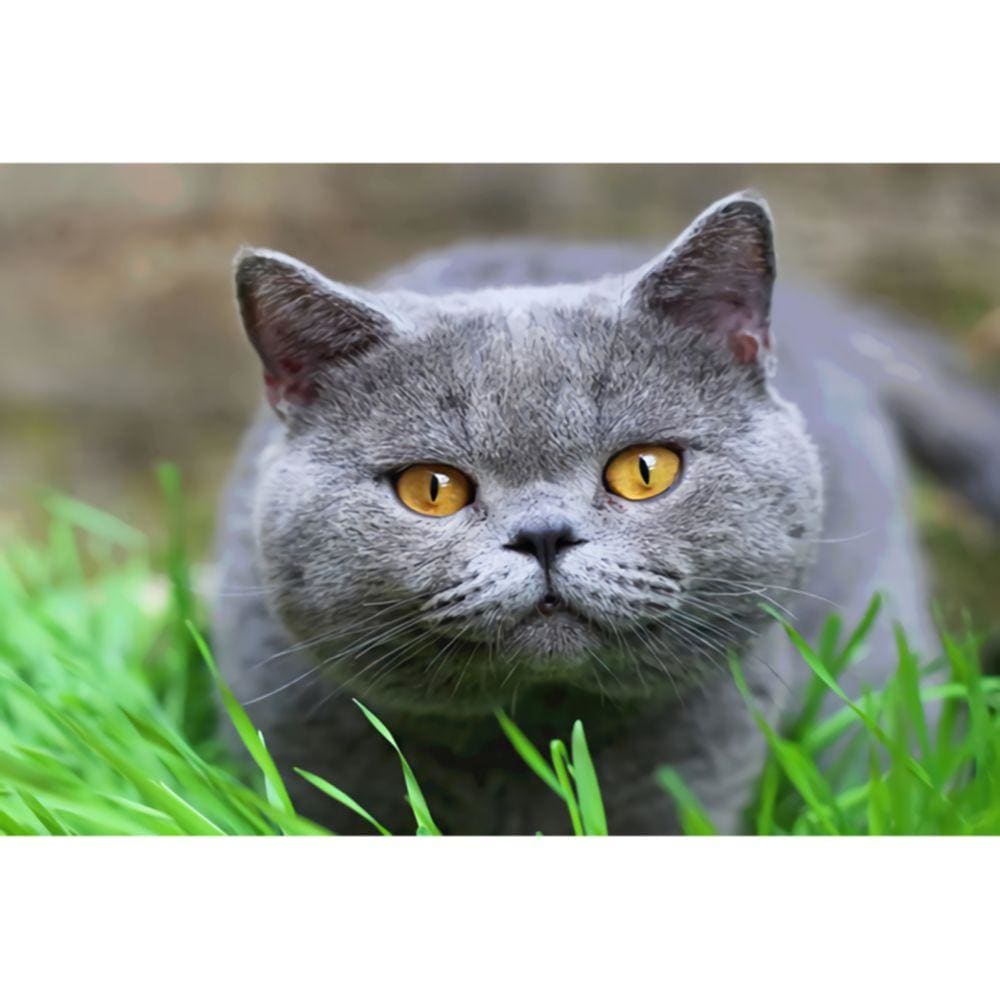 1000pcs Jigsaw Puzzle A5034 - Justjigsaws