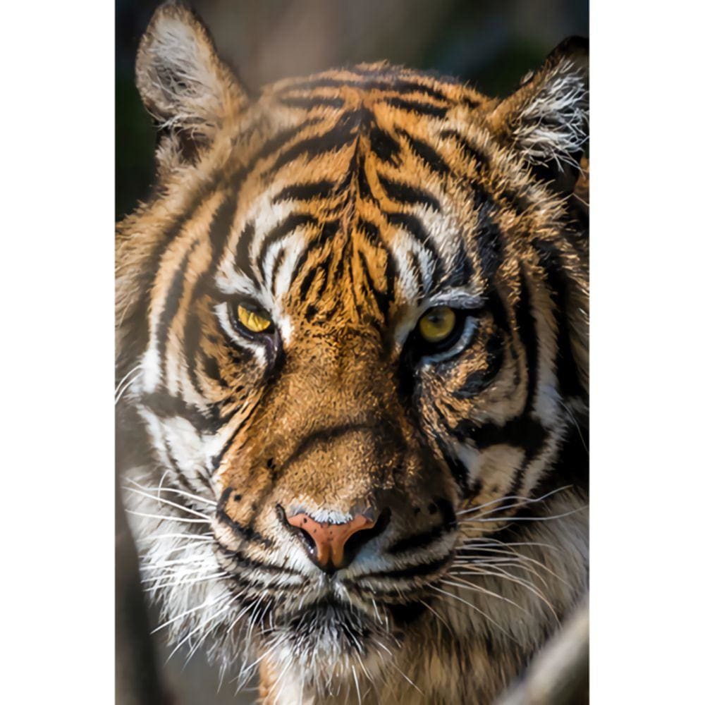 1000pcs Jigsaw Puzzle A5081 - Justjigsaws