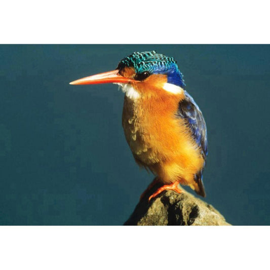 1000pcs Jigsaw Puzzle A2486 - Justjigsaws