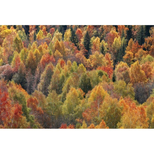 1000pcs Jigsaw Puzzle A2640 - Justjigsaws