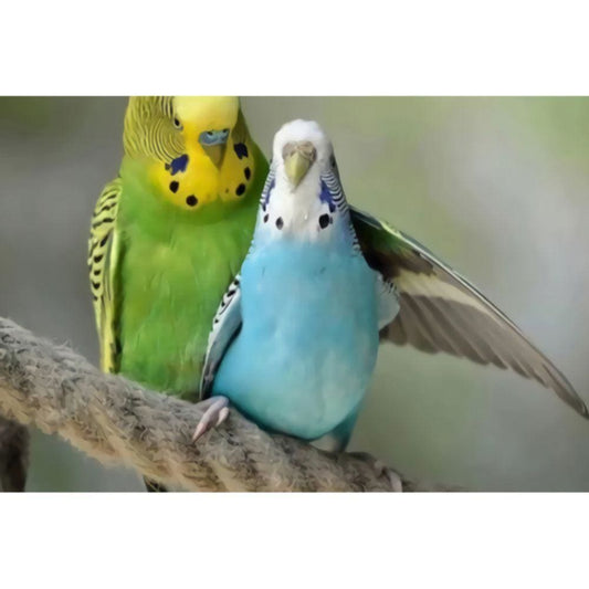 1000pcs Jigsaw Puzzle A2871 - Justjigsaws