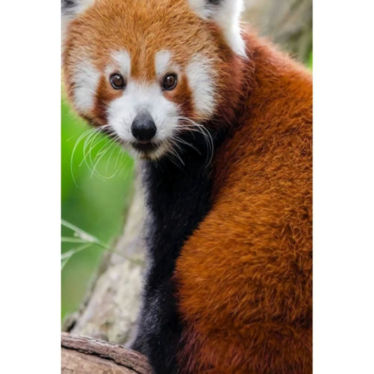 1000pcs Jigsaw Puzzle A4003 - Justjigsaws