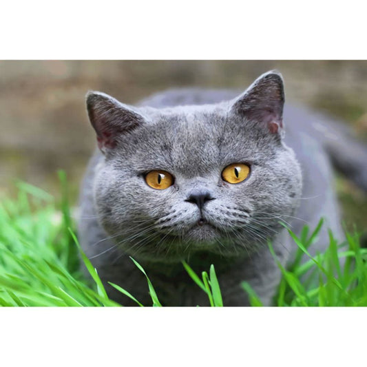 1000pcs Jigsaw Puzzle A5034 - Justjigsaws