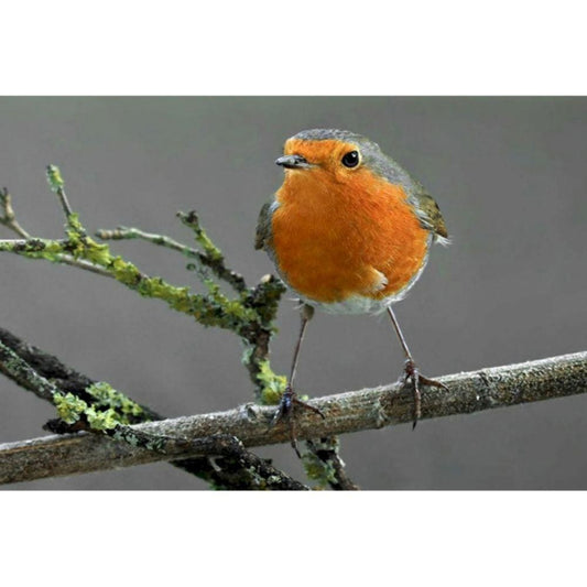 1000pcs Jigsaw Puzzle A5077 - Justjigsaws