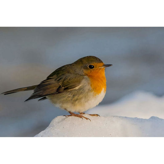 1000pcs Jigsaw Puzzle A5078 - Justjigsaws